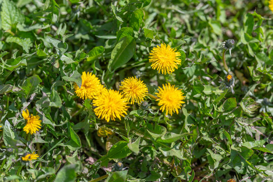 Vivid yellow blossom surrounded by dewy grass and jagged leaves. Fresh spring scene capturing vibrant dandelion blooms with textured leaves and shining droplets