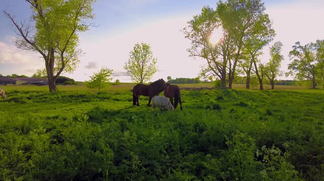 Pferde und ein Pony auf einer Wiese
