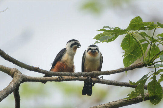 Pair of Collared Falconets perched on tree branch in Manas National Park, Assam, India