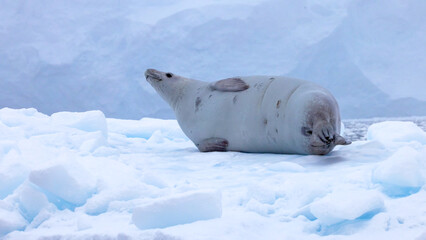 Fototapeta premium A large, grey seal lying comfortably on a block of blue-tinted ice, basking in the light with a mountainous icy background