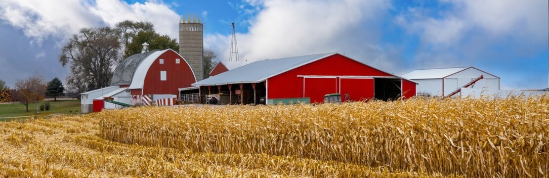 A farm with red barns and corn field near Rochester MN,