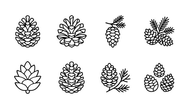 Pine cone line icon set with spruce branches cedar cones and evergreen forest elements for nature winter and autumn seasonal designs