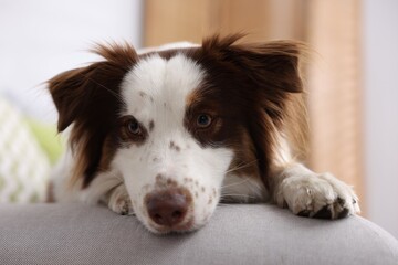 Fototapeta premium Cute Border Collie dog on sofa at home