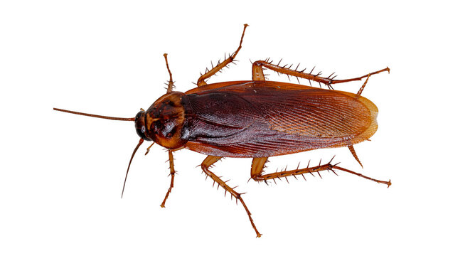 cockroach on transparent