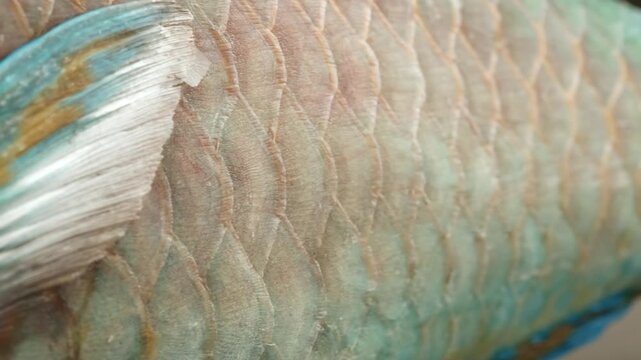 Parrotfish is a type of fish that is very important for the marine ecosystem.