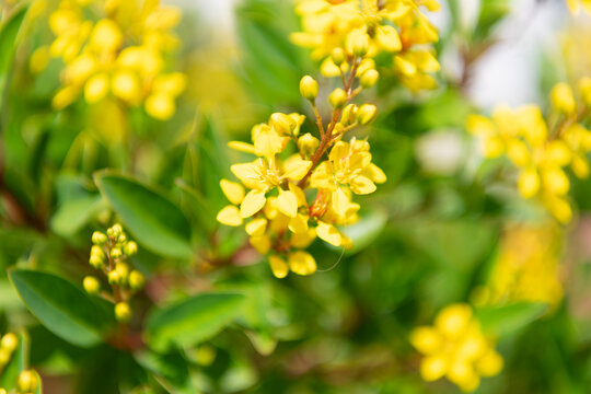 Yellow exotic flower. Natural flower plant. Flora nature. Bright blooming Thryallis flower in nature. Galphimia glauca. Golden Thryallis flower. Flowering nature closeup. Macro flowering Thryallis
