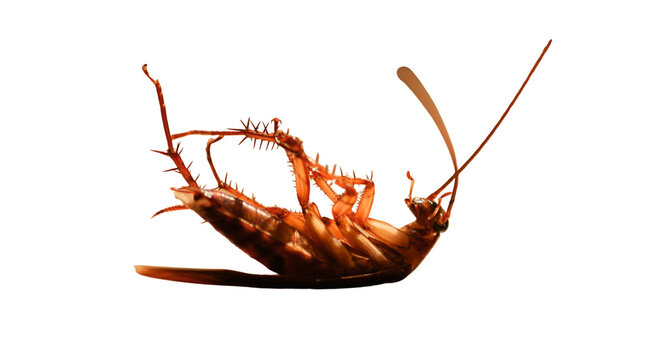 cockroach on death