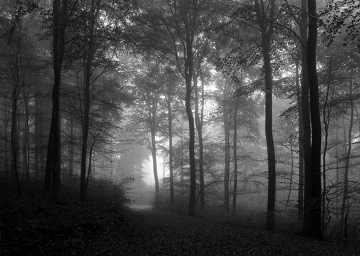 Dunkler Buchenwald im Dunst und Nebel, eine mystische und geheimnisvolle Atmosph&auml;re.