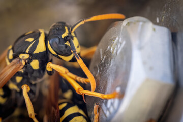 Cluster of wasps near a screw on a structure. © lapis2380