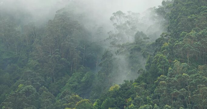Green forest in fog and clouds on a mountain slope in Madeira island, Portugal. Moody and atmospheric natural landscape background