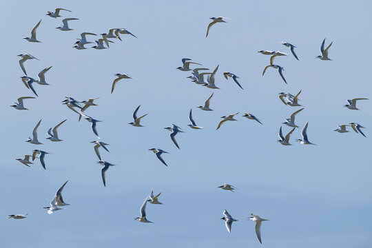 flock of adult Sandwich tern (Thalasseus sandvicensis) in breeding plumage in flight, found at Texel in the Netherlands