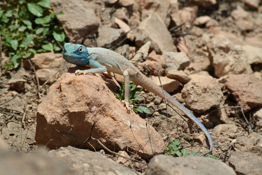 Blue‑headed agama lizard on a rock.