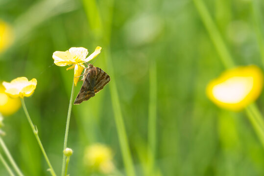 Burnet companion moth (Euclidia glyphica) butterfly perched on a yellow marsh marigold in Zurich, Switzerland