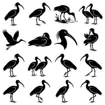 Black and white vector silhouette set of Ibis
