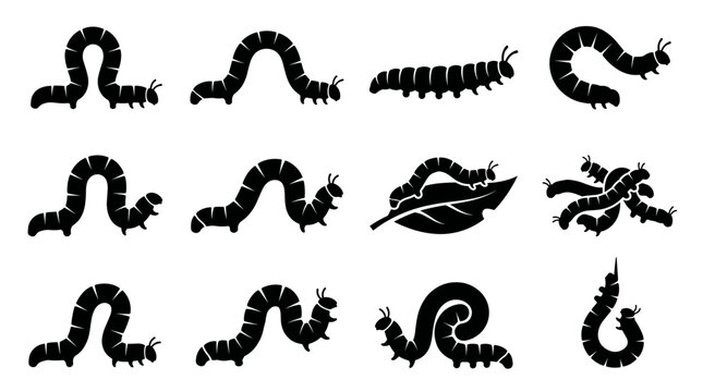 Black and white vector silhouette set of Inchworm
