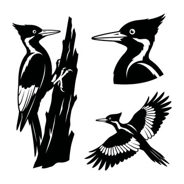 Black and white vector silhouette set of Ivory billed woodpecker.