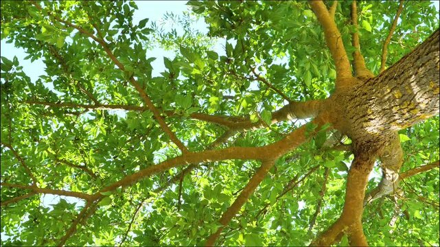 low angle view of lush green tree canopy with sunlight filtering through branches