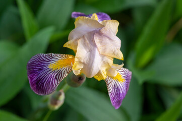Iris sambucina colorful tall flowering springtime plant, elder scented iris white violet yellow flowers in bloom © Iva