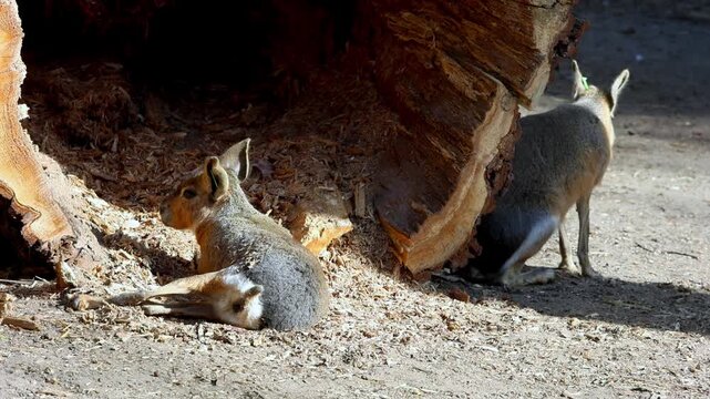 Two small mammals resting near a hollowed tree trunk, one lying down while the other is partially hidden, showcasing their natural habitat in a sunlit forest setting