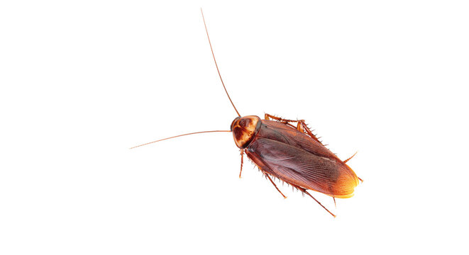 cockroach on transparent background