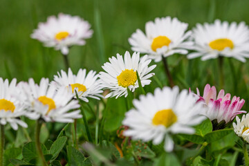 Obraz premium Field of white daisy flowers blooming abundantly in an outdoor meadow during the spring season