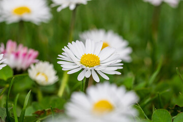 Obraz premium Field of white daisy flowers blooming abundantly in an outdoor meadow during the spring season