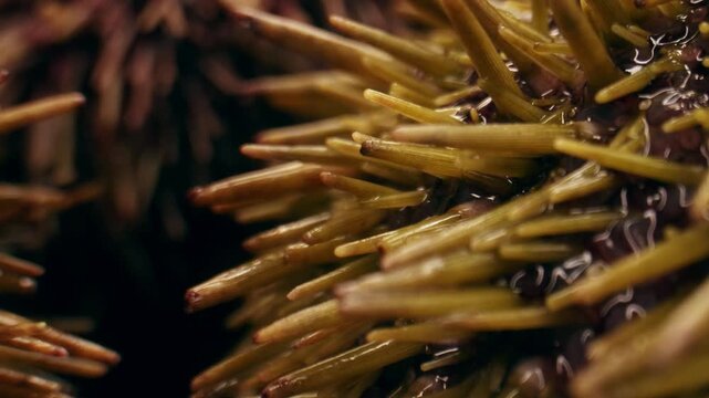 Seafood Closeup view of fresh sea urchins, Pseudechinus magellanicus, in a white bowl. Chef opening japanese uni, raw bar crudo delicatessen 