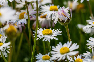 Nature scene with blooming bellis perennis, commonly known as the white daisy © Vlad Ispas