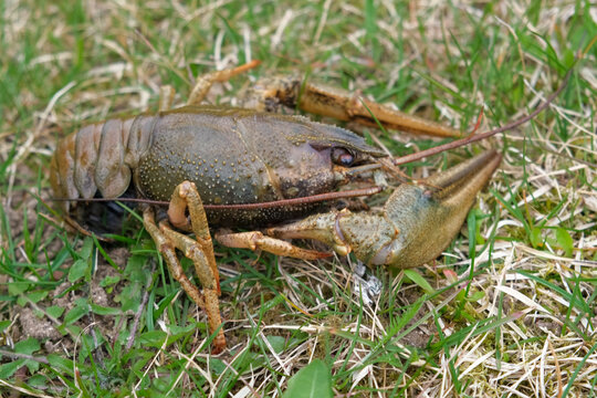 River crayfish in nature. Catching European Live crayfish. Single Astacus in its natural habitat closeup. Detailed view of crustacean on sandy bank. Mottled carapace, textured shell, claws, antennae