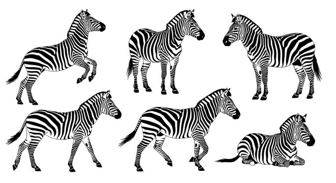 Set of Six Zebra Illustrations in Black and White, Diverse Poses