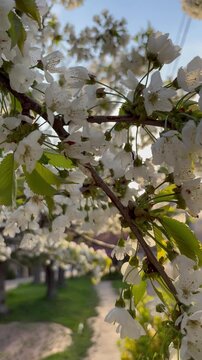 Tilt-down shot of wild cherry blossoms bathed in the morning sun