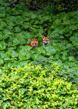Two wild Foxes "Vulpes vulpes" on banks of River Dodder. Wildlife surrounded by green leaves of "Winter Heliotrope" (Petasites pyrenaicus). Dublin, Ireland.