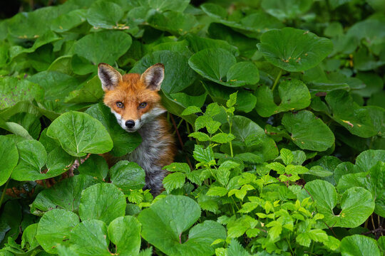 Fox "Vulpes vulpes" peeps head out from leaves of "Winter Heliotrope" (Petasites pyrenaicus). Wildlife along bank of River Dodder, Dublin, Ireland.
