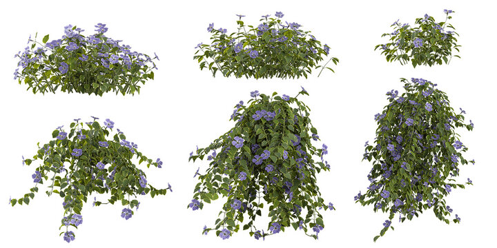 Collection of Vinca plants on transparent background