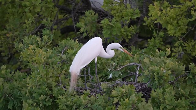 great egret picks neighbor's branches to take back nest