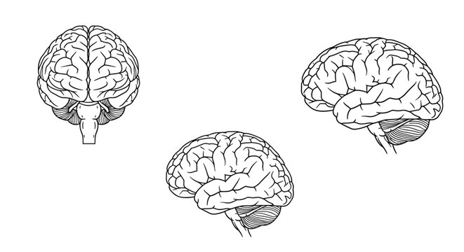 Detailed medical illustration showing three different views of the human brain for science and educational purposes.