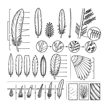 Comprehensive biological diagram showing different types of bird feathers and their detailed structure.