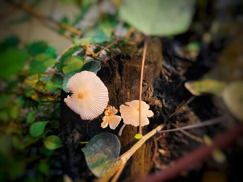 Parasola plicatilis mushroom, also known as Pleated Inkcap (Parasola plicatilis) which grows on tree trunks