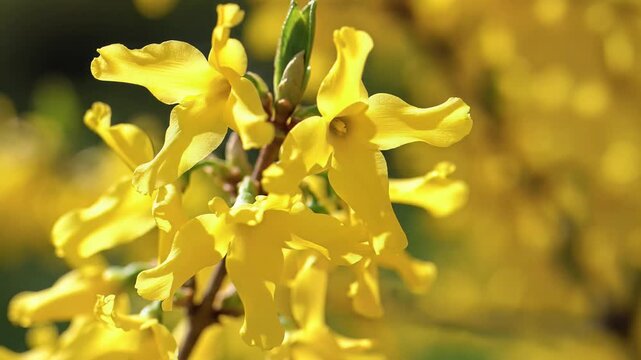 Closeup of bright yellow forsythia flowers blooming in spring sunlight.