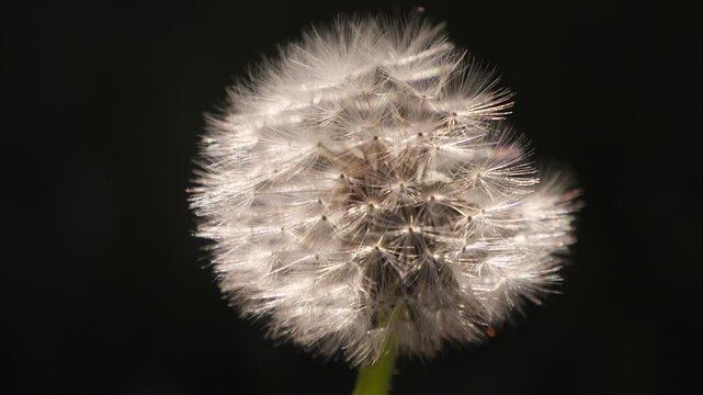dandelion on a black background