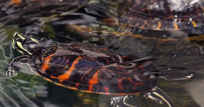 Red-eared slider turtle swimming in lake water with other turtles video