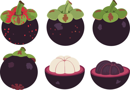 Collection of various whole and halved purple mangosteen fruits showing inner white segments and outer rind isolated on white background flat vector.