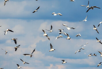 Fototapeta premium of many seagulls flying and screaming against the blue sky with their wings spread