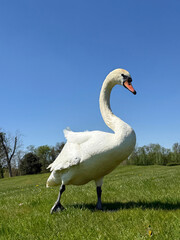 Fototapeta premium A swan walks across the lawn.