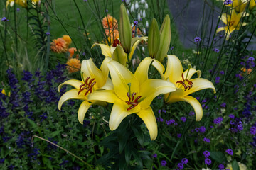 Fototapeta premium Fully bloomed yellow lilies in the garden. A decorative and botanical scene dominated by vibrant colors, surrounded by purple and orange flowers.