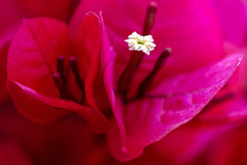 Gros plan sur le feuillage coloré et les fleurs d'un bougainvillier © PPJ