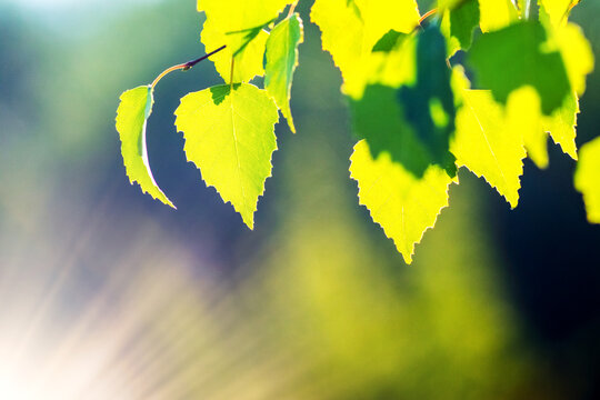 Bright yellow-green birch leaves backlit by the sun against a blurred blue-green background with soft sun flares, delicate summer atmosphere