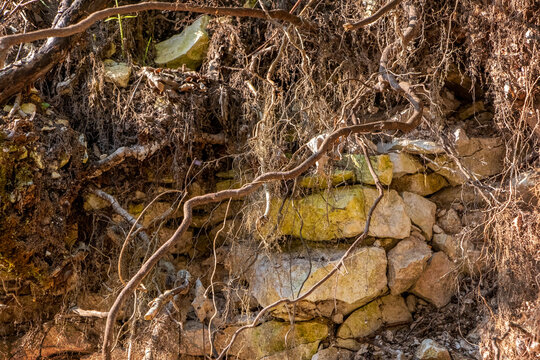 Natural rock ledge with layered stone formations, plant roots and soil, detailed wild nature texture, geological cross-section