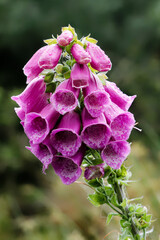 Rain-kissed Purple Foxglove Bloom © MarekLuthardt