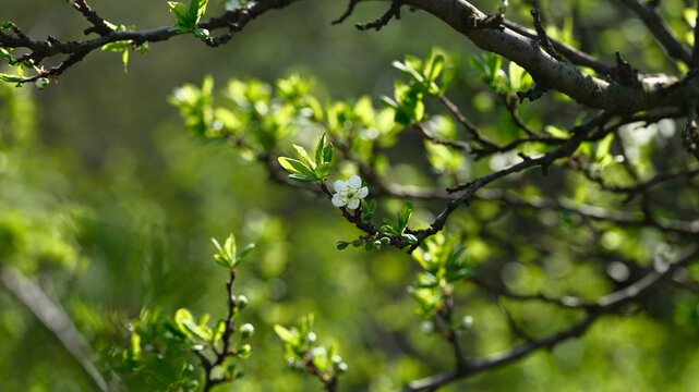 A single white plum blossom on a branch in a sunlit orchard during early spring.